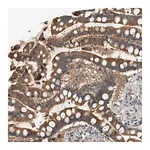 Merck Anti-WDR31 antibody produced in rabbit