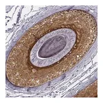 Merck Anti-KRT75 antibody produced in rabbit
