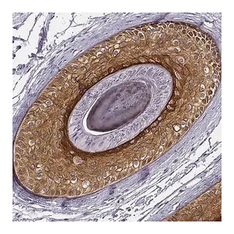 Merck Anti-KRT75 antibody produced in rabbit
