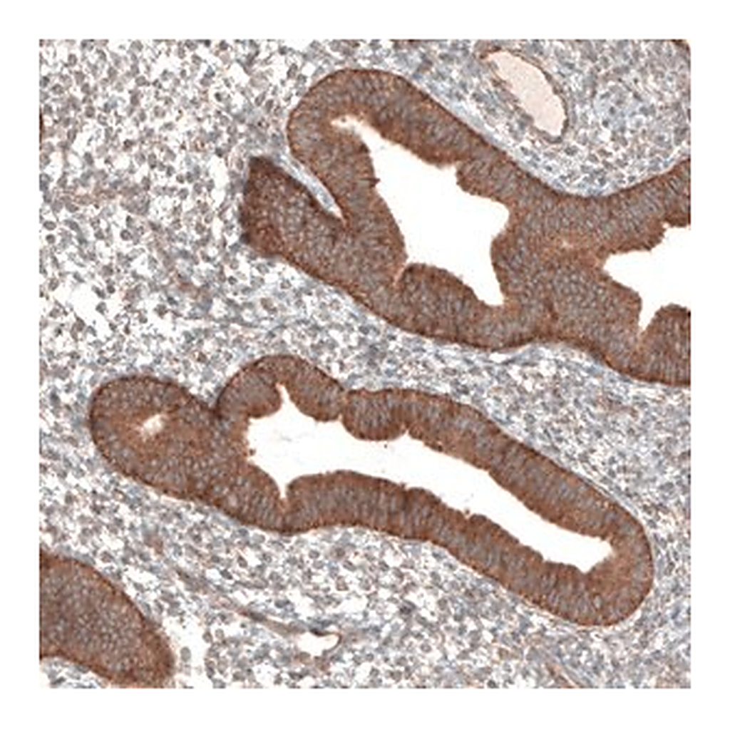 Merck Anti-PER3 antibody produced in rabbit