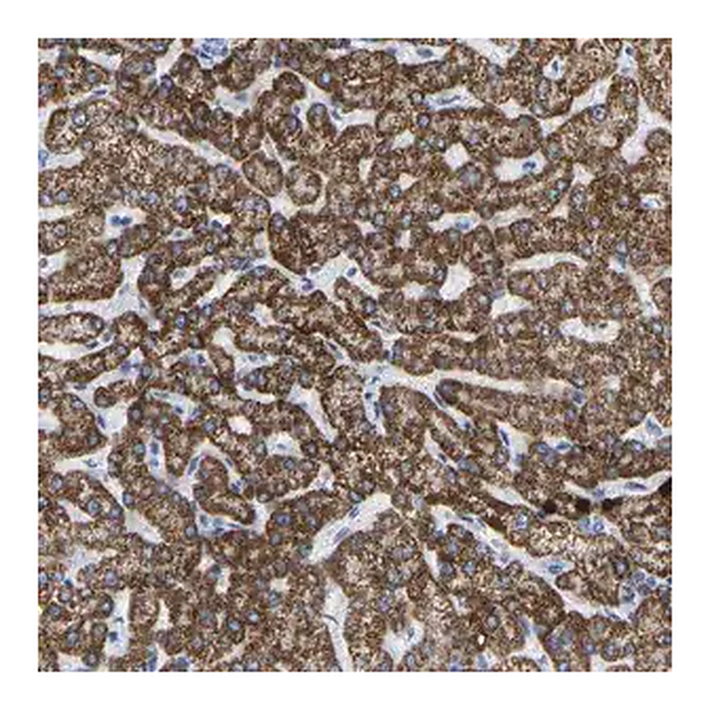 Merck Anti-ZNF629 antibody produced in rabbit