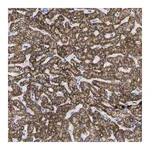 Merck Anti-ZNF629 antibody produced in rabbit