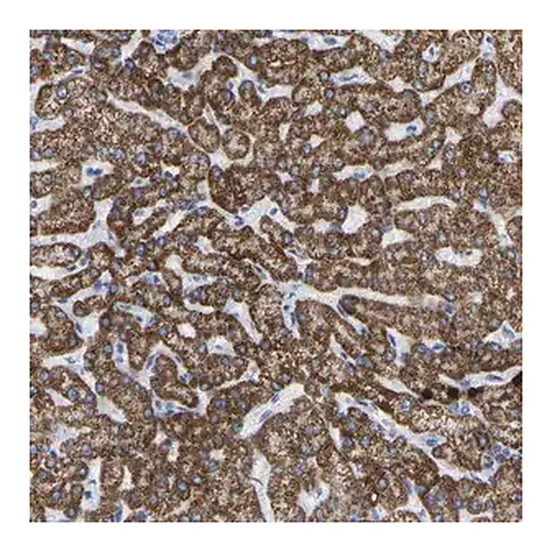 Merck Anti-ZNF629 antibody produced in rabbit