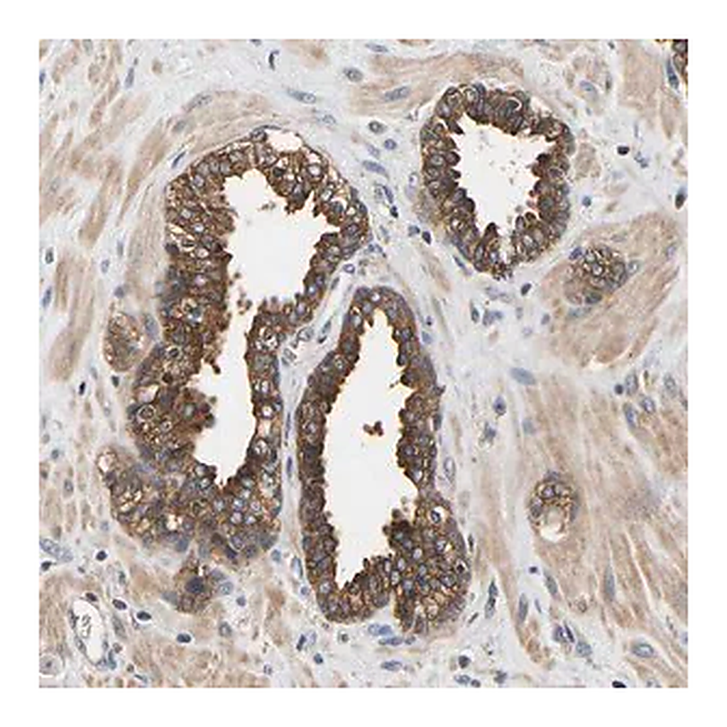 Merck Anti-LRBA antibody produced in rabbit