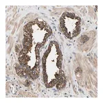 Merck Anti-LRBA antibody produced in rabbit