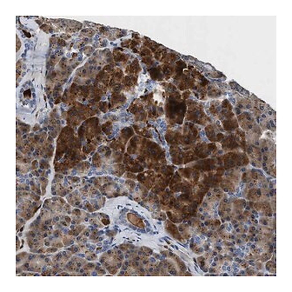 Merck Anti-SLIT2 antibody produced in rabbit