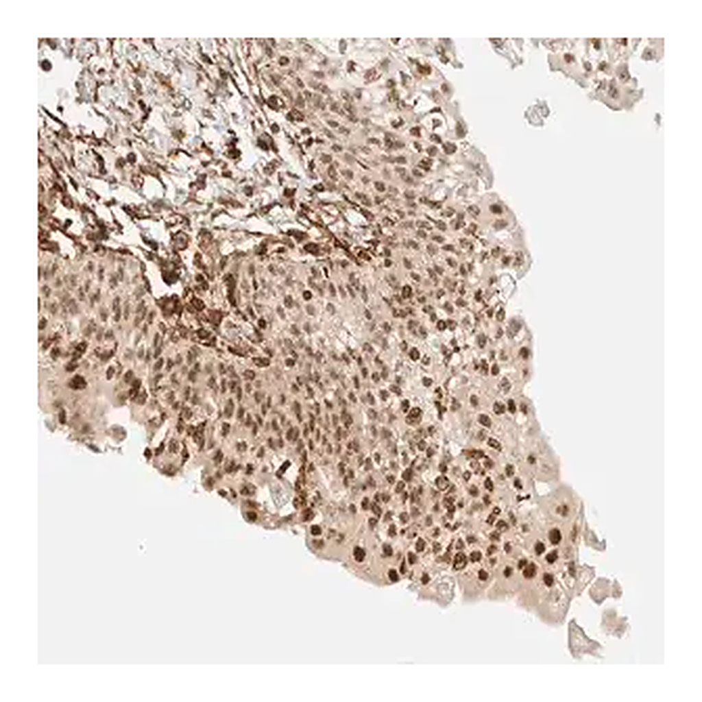 Merck Anti-ARID5A antibody produced in rabbit