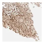Merck Anti-ARID5A antibody produced in rabbit