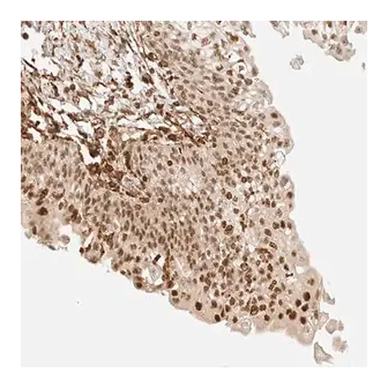Merck Anti-ARID5A antibody produced in rabbit