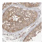 Merck Anti-C9orf72 antibody produced in rabbit