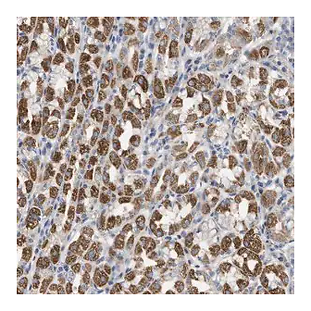 Merck Anti-DHX58 antibody produced in rabbit