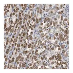 Merck Anti-DHX58 antibody produced in rabbit