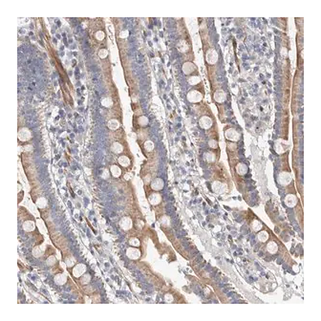 Merck Anti-PSMG3 antibody produced in rabbit