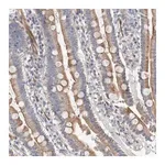Merck Anti-PSMG3 antibody produced in rabbit