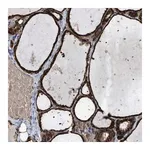 Merck Anti-SELENOM antibody produced in rabbit