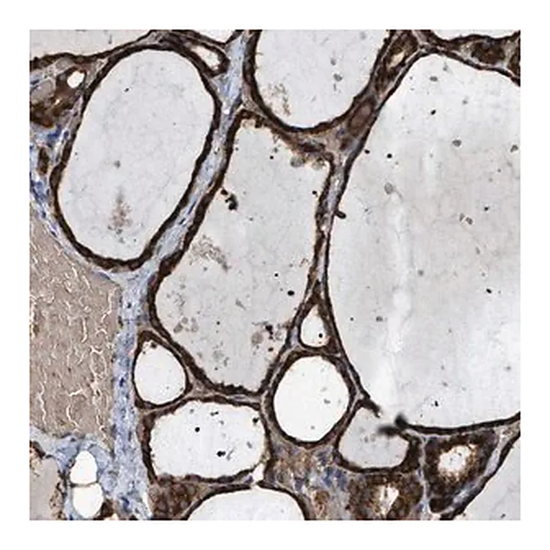 Merck Anti-SELENOM antibody produced in rabbit