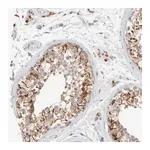 Merck Anti-ZNF112 antibody produced in rabbit