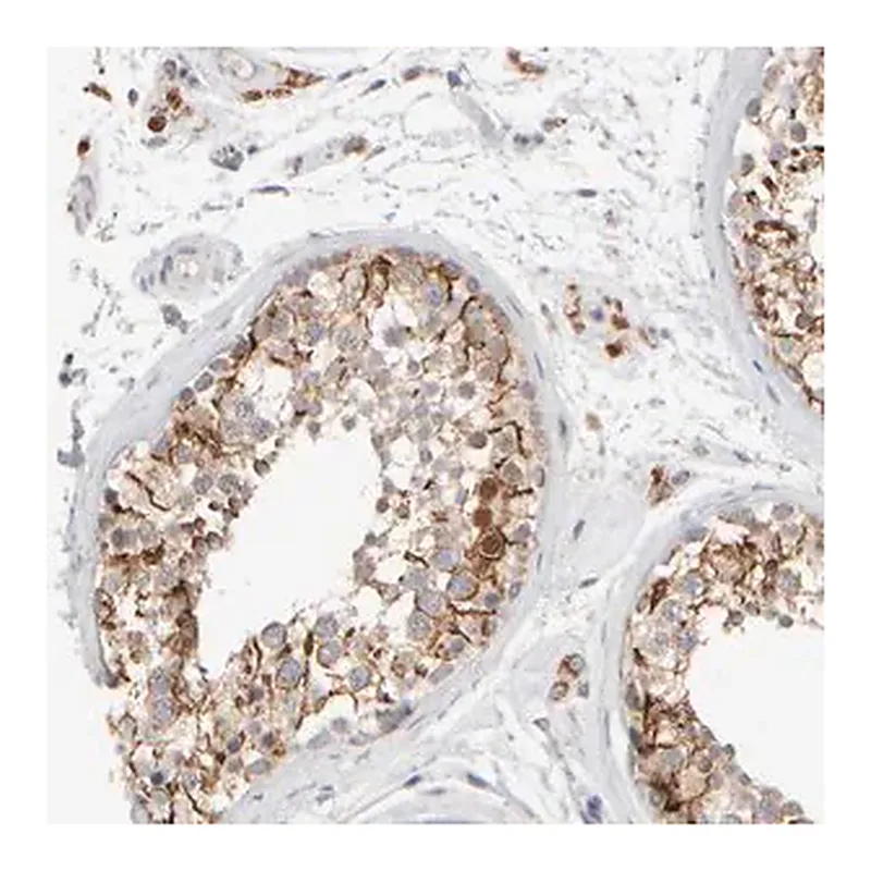 Merck Anti-ZNF112 antibody produced in rabbit