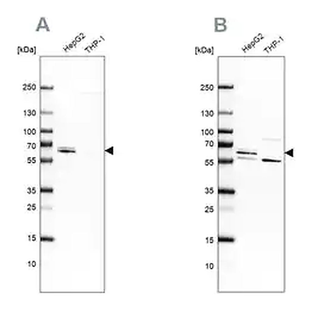 Merck Anti-CDR2 antibody produced in rabbit