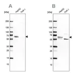 Merck Anti-CDR2 antibody produced in rabbit