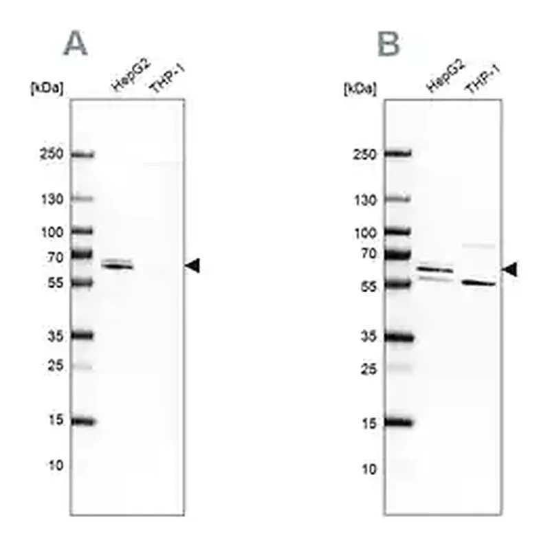 Merck Anti-CDR2 antibody produced in rabbit