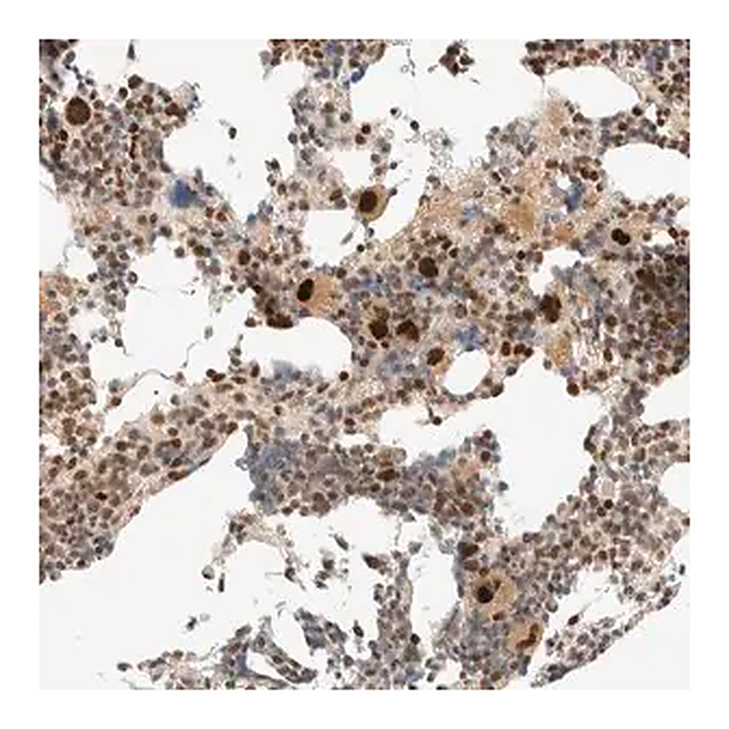 Merck Anti-ZBTB34 antibody produced in rabbit