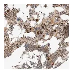 Merck Anti-ZBTB34 antibody produced in rabbit