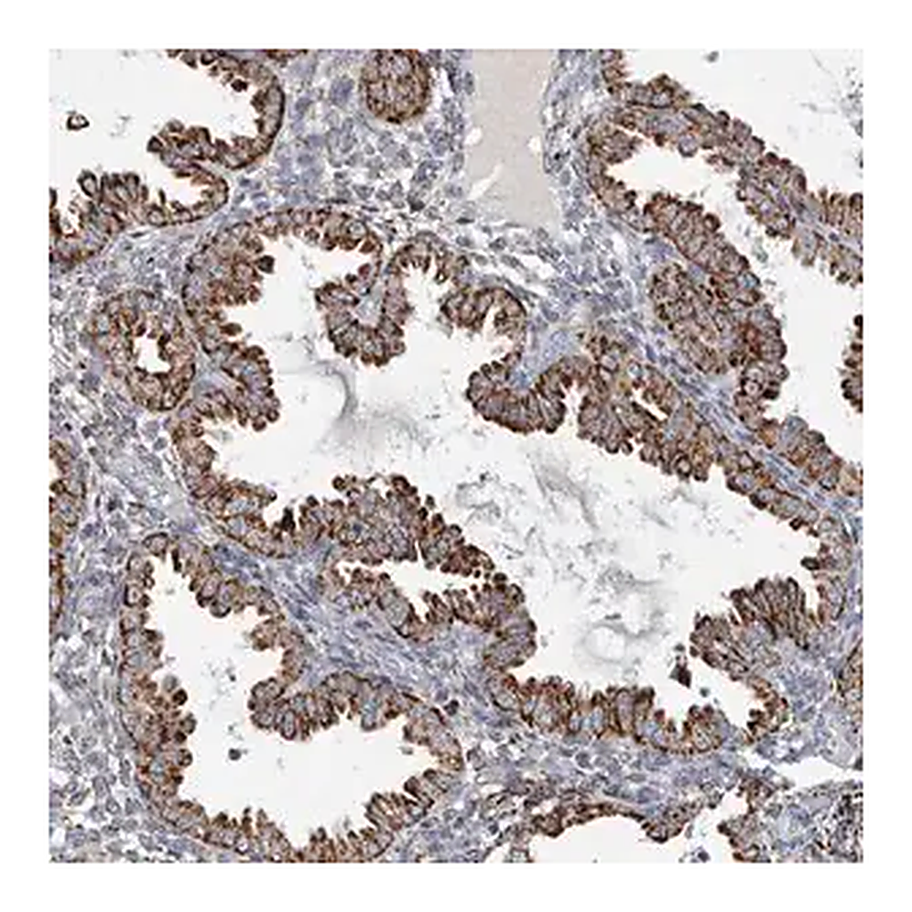 Merck Anti-FAM78A antibody produced in rabbit