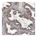 Merck Anti-FAM78A antibody produced in rabbit