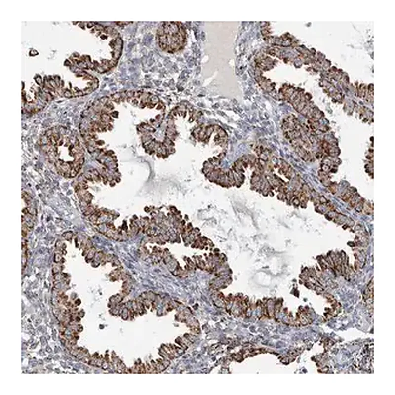 Merck Anti-FAM78A antibody produced in rabbit