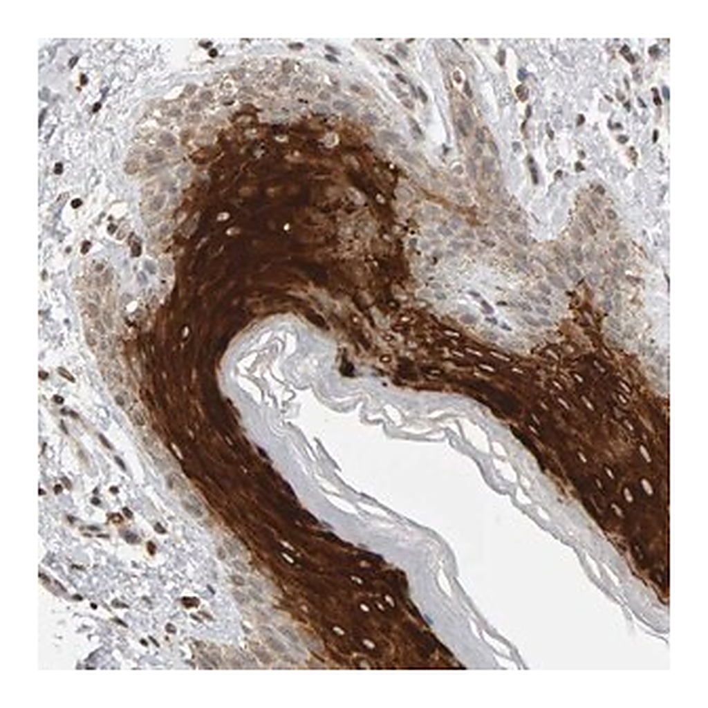 Merck Anti-TRAM1 antibody produced in rabbit