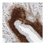 Merck Anti-TRAM1 antibody produced in rabbit