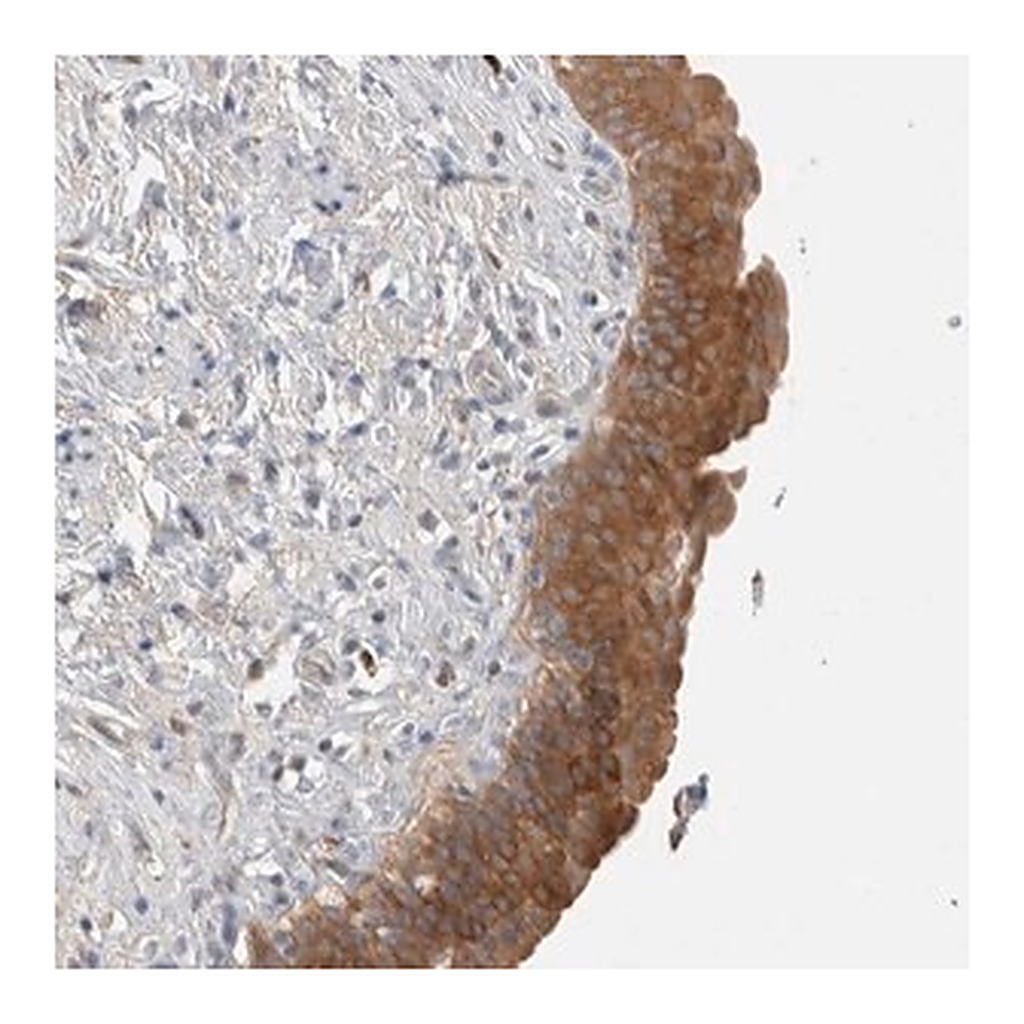 Merck Anti-DEPTOR antibody produced in rabbit