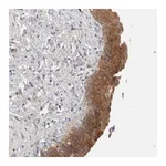 Merck Anti-DEPTOR antibody produced in rabbit