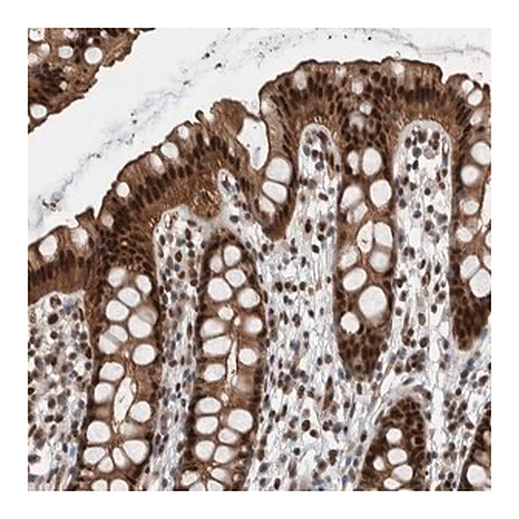 Merck Anti-FAM135B antibody produced in rabbit