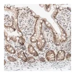 Merck Anti-TRMT12 antibody produced in rabbit