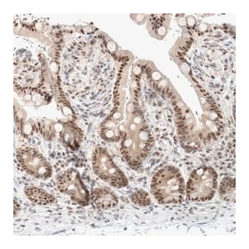 Merck Anti-TRMT12 antibody produced in rabbit