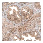 Merck Anti-FAT1 antibody produced in rabbit