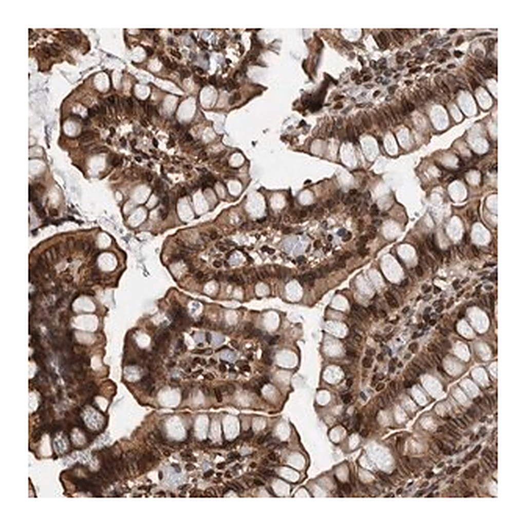 Merck Anti-FAM135B antibody produced in rabbit