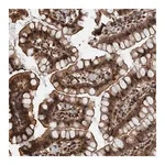 Merck Anti-FAM135B antibody produced in rabbit