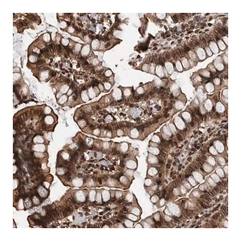 Merck Anti-FAM135B antibody produced in rabbit
