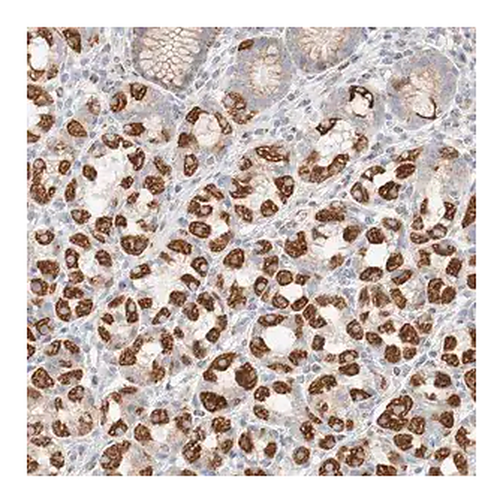 Merck Anti-ATP6V1C1 antibody produced in rabbit