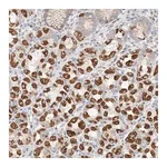 Merck Anti-ATP6V1C1 antibody produced in rabbit