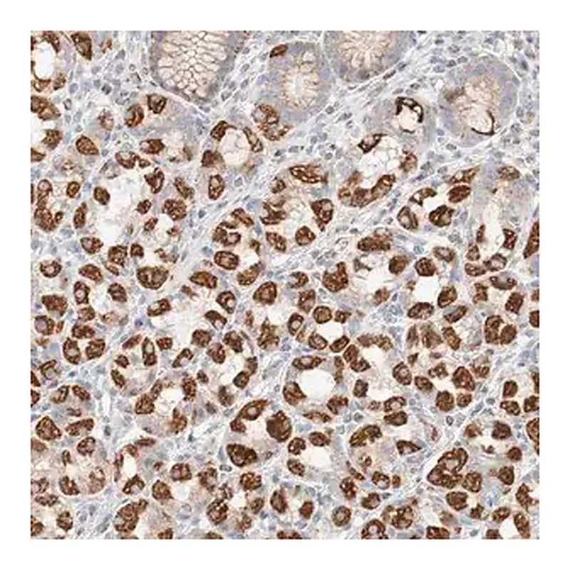Merck Anti-ATP6V1C1 antibody produced in rabbit