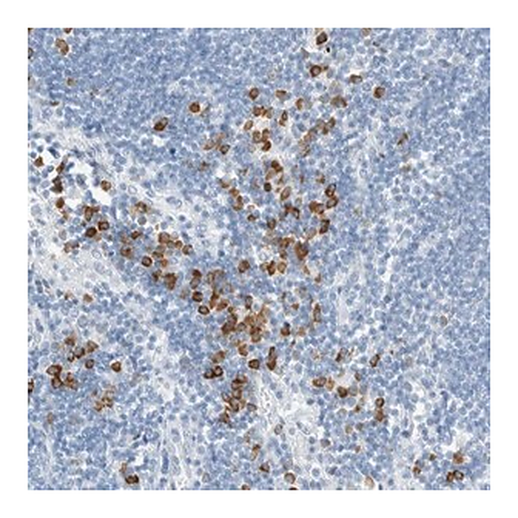Merck Anti-ARHGAP27 antibody produced in rabbit