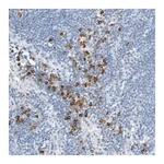 Merck Anti-ARHGAP27 antibody produced in rabbit