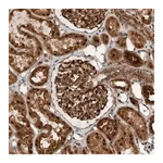 Merck Anti-GIGYF1 antibody produced in rabbit