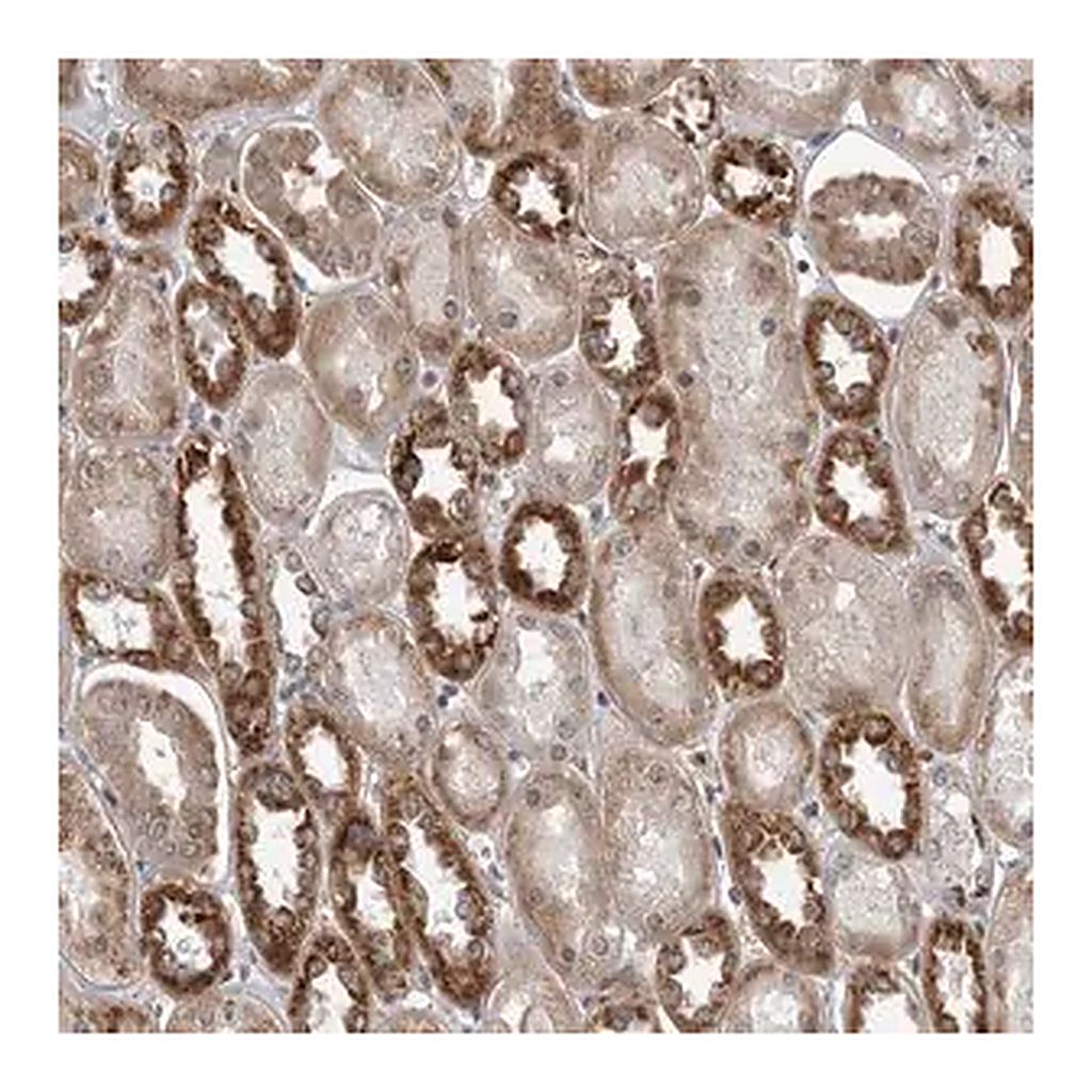 Merck Anti-FAAP100 antibody produced in rabbit