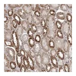 Merck Anti-FAAP100 antibody produced in rabbit