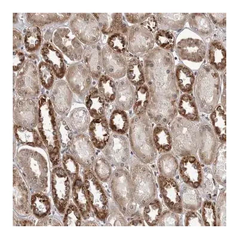 Merck Anti-FAAP100 antibody produced in rabbit